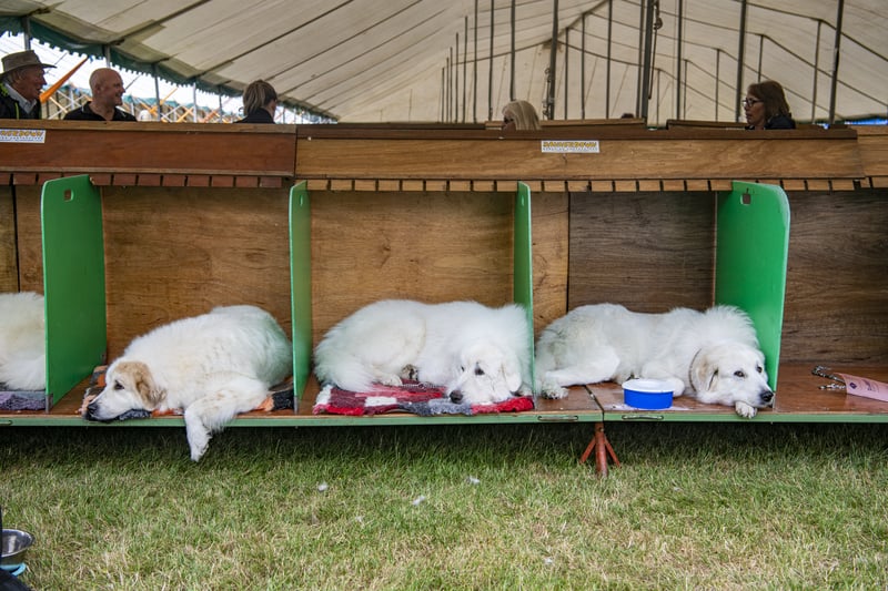 Fluffy dogs having a rest in their pens at the Harewood Dog Show. Picture by Tony Johnson