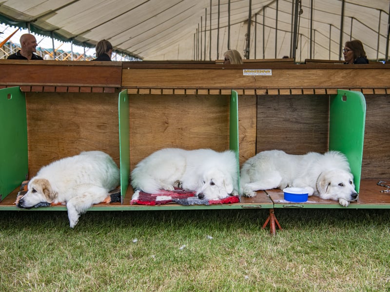 Fluffy dogs having a rest in their pens at the Harewood Dog Show. Picture by Tony Johnson