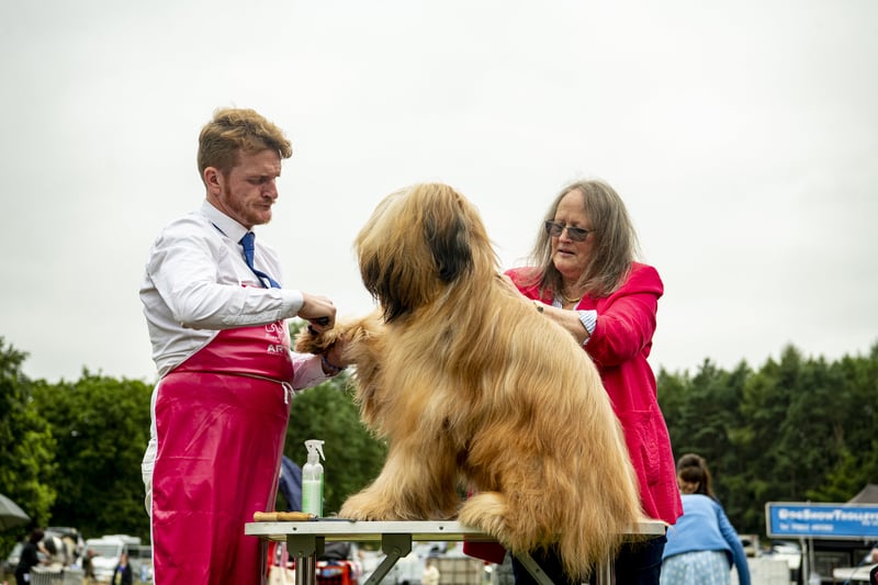 Michael Craig  and Jenny Snelling comb a Briard on the first day at Leeds Championship Dog Show at Harewood House. Picture by Tony Johnson