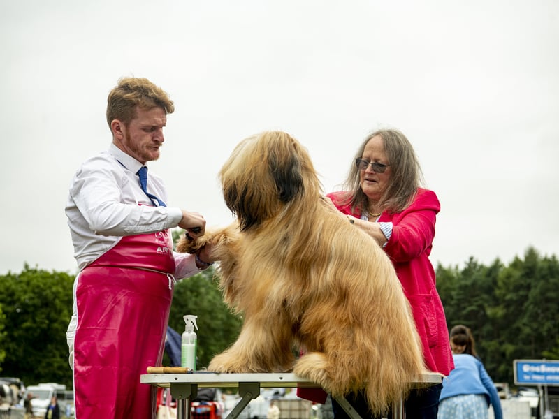 Michael Craig  and Jenny Snelling comb a Briard on the first day at Leeds Championship Dog Show at Harewood House. Picture by Tony Johnson