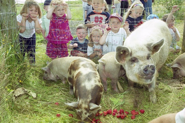 Pupils from Mill Hill Primary School were at Sharpley Strawberry Farm in 2000.
They got to meet Roger the Polynesian pig and his friends as they got stuck into some strawberries.