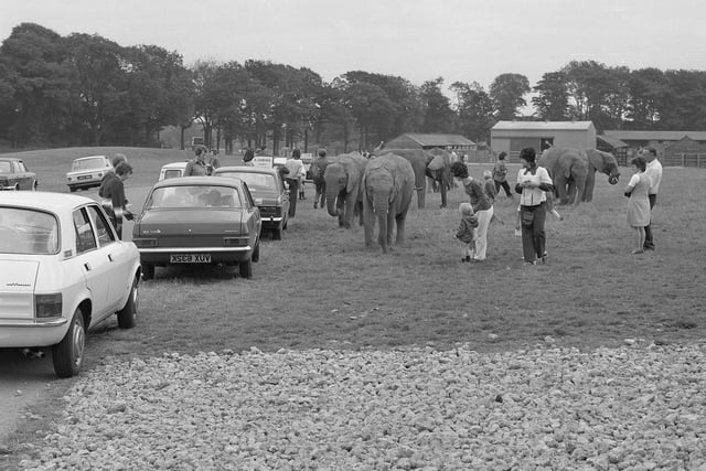 Lambton Lion Park was busy on this day in 1974.