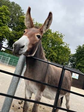 Graves Park Animal Farm's donkey, Flo, is looking for an orphan foal who she can look after.