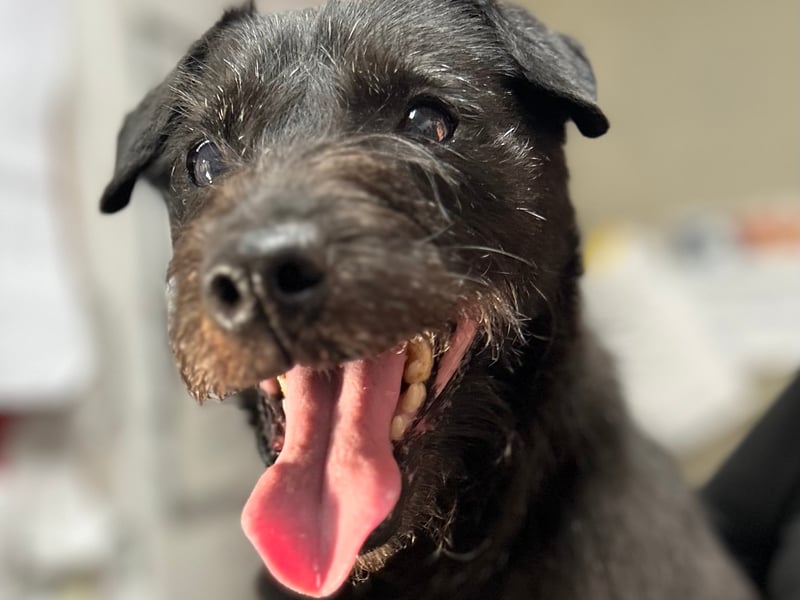 "Nip found himself in kennels through no fault of his own. He is a very sprightly 10 year old male Patterdale terrier. He has been friendly with all staff from arrival & we haven’t seen any issues around the other dogs that he’s kennelled next to. Although he was attacked several times by the other resident dog in his last home so may be happier as an only dog or with a very placid & neutered dog. Nip loves attention & just wants to be with you at all times! He loves his toys & knows a couple of commands. Nip tries his best to stay clean in his kennel but may need a gentle reminder when it comes to housetraining. As always when adopting a senior dog, adopters should bear in mind the increased chance of potential vet bills. Nip has had a rough life, given up after 10 years by his previous owners & is now looking for a nice retirement home that can give him the love & care he’s always deserved."
 - http://www.ineedahome.co.uk/dogs/nip-patterdale-male/