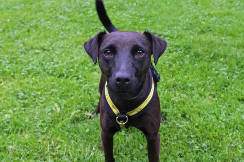 Zelda is a Patterdale Terrier cross looking for a home where somebody can be around for most of the day. She will need to be the only pet in the home and any children visiting or resident will need to be over the age of 14. She may not be house trained.