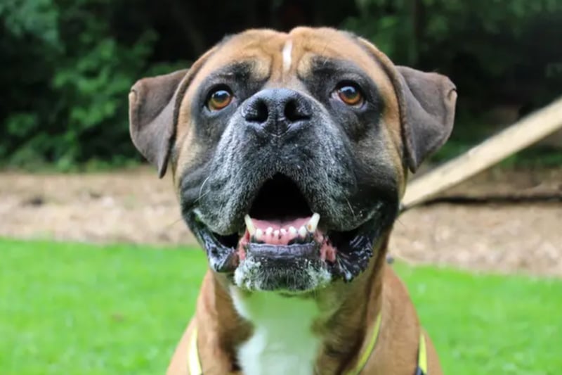 Bruce is a Boerboel cross who can live with cats but not other dogs.