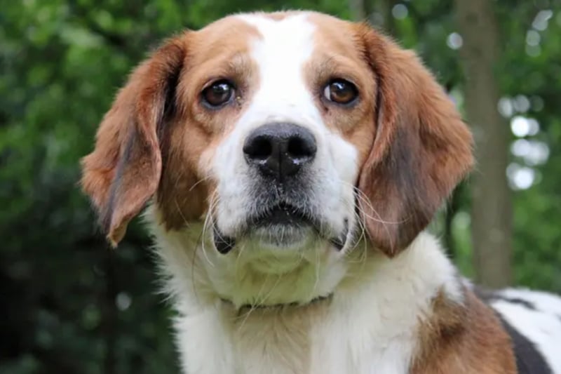 Hickory is a Trailhound cross who can live with other dogs and children over the age of 10. He can be worried in new surroundings and with new people, but he does warm up quickly with lots of encouragement and now greets his handlers very happily. 