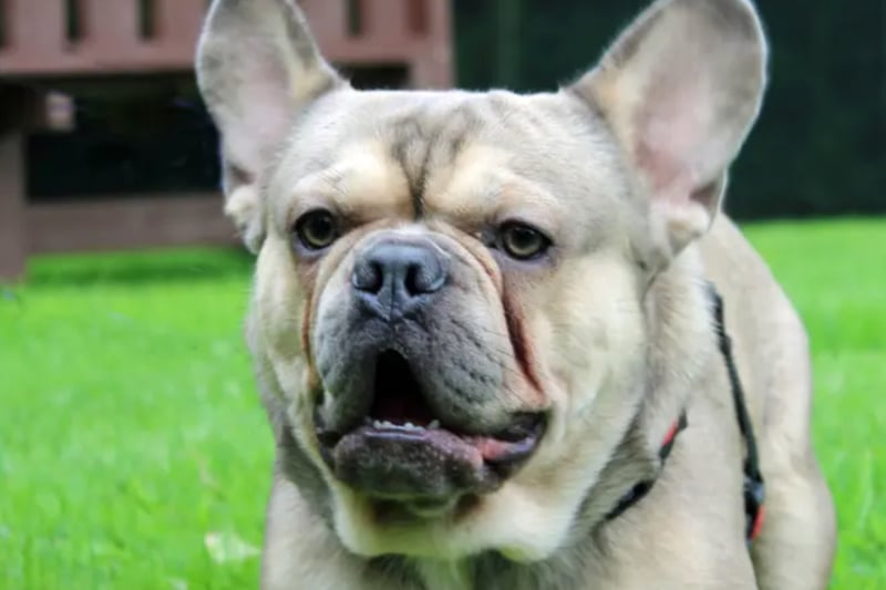Cooper is a French Bulldog who is just shy of a year old. He’s very friendly and playful and could potentially live with another dog.