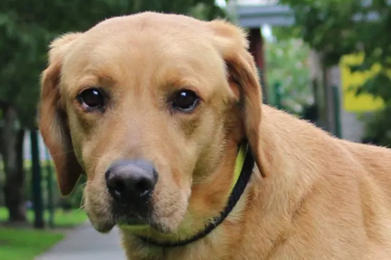 Clifford is a Labrador Retriever who needs an adult only environment. He is very nervous and finds the outside world quite frightening.