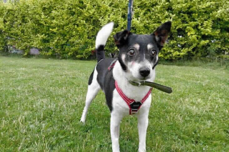 This bewildered looking pooch also looks like a little one but is a 13 year old Jack Russell Terrier. He came into RSCPA’s care after his owner went to prison and he was left with nowhere to go. Nibs is very friendly with people and sociable with other dogs and really does enjoy exploring out on his gentle walks. Even though Nibs has poor eyesight and hearing he copes extremely well. He can potentially live in a home with secondary school aged children and / or with a calm, well socialised dog in the right home.