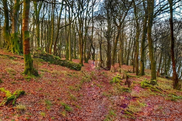 Rothesay has two areas of natural woodland at either end of the town where you can switch off and become one with nature. 