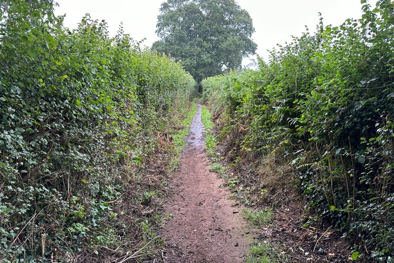 Sandy Lane starts as a road, then turns into a track, then a narrow footpath lined with high hedges. It’s an ideal route to stay clear of road traffic and enjoy the surrounding nature.