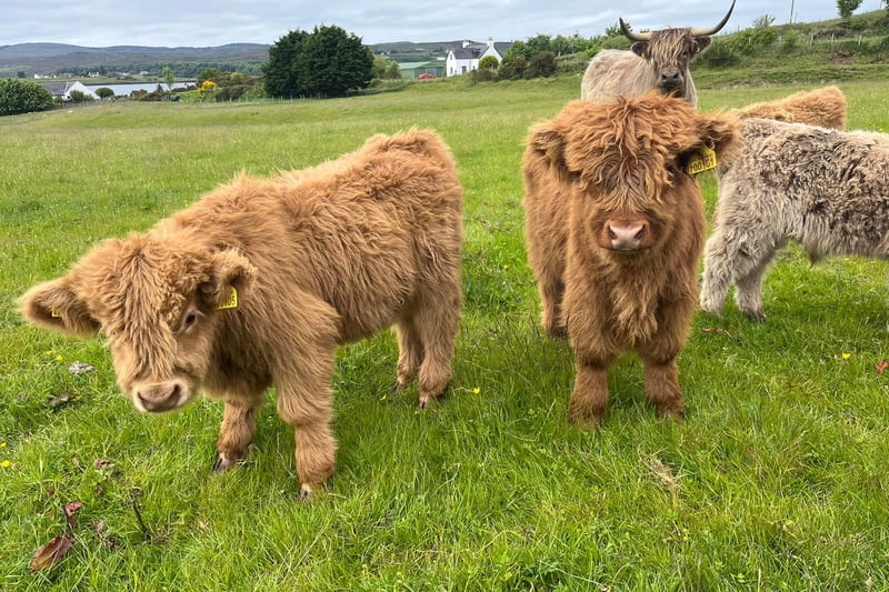 Where to see Highland cows in Scotland