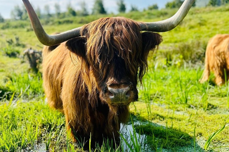 Just outside of Edinburgh, Swanston Farm’s fold of Highlands live across 300 acres of land above the farm. During the summer months you can find two, Thelma and Louise, a few minutes away from the farm’s restaurant but for the full experience pack appropriate footwear as you can wander the field to find more of them. 
(Photo: Swanston Farm on Instagram)