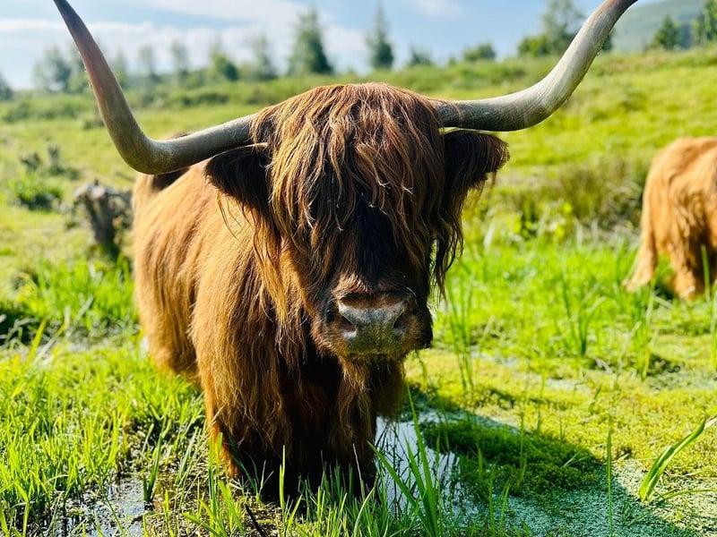 Just outside of Edinburgh, Swanston Farm’s fold of Highlands live across 300 acres of land above the farm. During the summer months you can find two, Thelma and Louise, a few minutes away from the farm’s restaurant but for the full experience pack appropriate footwear as you can wander the field to find more of them.
(Photo: Swanston Farm on Instagram)