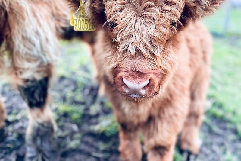 Drumbuie Farm is a prime viewing spot for Highland cows on the banks of Loch Ness. A B&B, tearoom and working farm, there are more than just Highland cows to see – though they do enjoy posing for the camera. 
(Photo: Quila Cridhe Tearoom/@quilacridhe on Instagram)