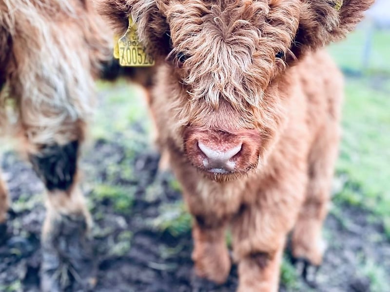Drumbuie Farm is a prime viewing spot for Highland cows on the banks of Loch Ness. A B&B, tearoom and working farm, there are more than just Highland cows to see – though they do enjoy posing for the camera. 
(Photo: Quila Cridhe Tearoom/@quilacridhe on Instagram)