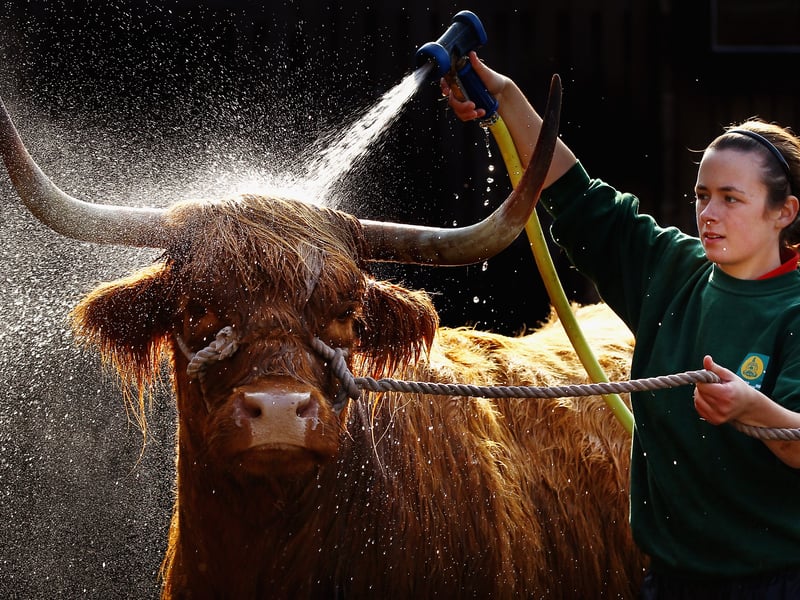 If you’re in Glasgow and looking to see some Highland cows, head over to Pollok Country Park. First brought to the park around 180 years ago, a fold of around 50 Highland cows currently live on the land. 
(Photo: Getty Images)
