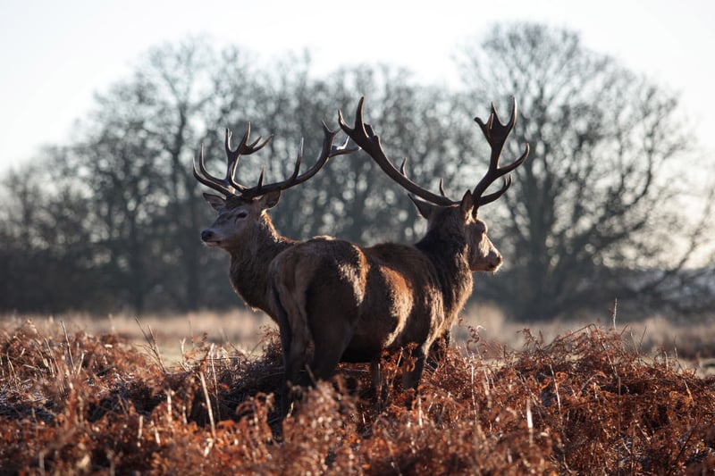 Want an escape to the wild but can’t get out of London? A trip to Richmond Park’s National Nature Reserve and Deer Park should  do the trick. At almost 2,500 acres it’s almost three times the size of New York’s Central Park and its rugged foliage houses no less than 630 red and fallow deer, which have roamed the grounds freely since 1637.                                       