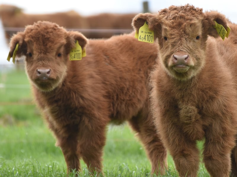 You can get up close and personal with the Highland cows if you visit Jacksons at Jedburgh. Located in the Scottish Borders they offer self-guided and farmer led experiences where you can meet the animals up close. There’s also other animals around the farm to pet, such as sheep, goats and more.
(Photo: Jacksons at Jedburgh on Facebook)