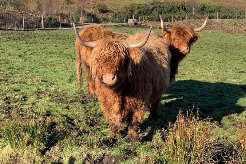 If you’re looking to enjoy Highland cows in a slightly more unusual manner than walking up to a field, then Kirkton Farm’s buggy tours could be for you. The Sutherland farm allows you to go off the beaten tracks in either a four wheel drive buggy or quad bike and get up close with the animals, including their two Highland cows.  
(Photo: Kirkton Farm/Farm Buggy Tours on Facebook)