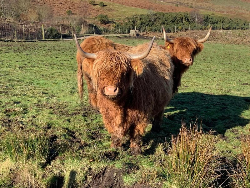 If you’re looking to enjoy Highland cows in a slightly more unusual manner than walking up to a field, then Kirkton Farm’s buggy tours could be for you. The Sutherland farm allows you to go off the beaten tracks in either a four wheel drive buggy or quad bike and get up close with the animals, including their two Highland cows.  
(Photo: Kirkton Farm/Farm Buggy Tours on Facebook)