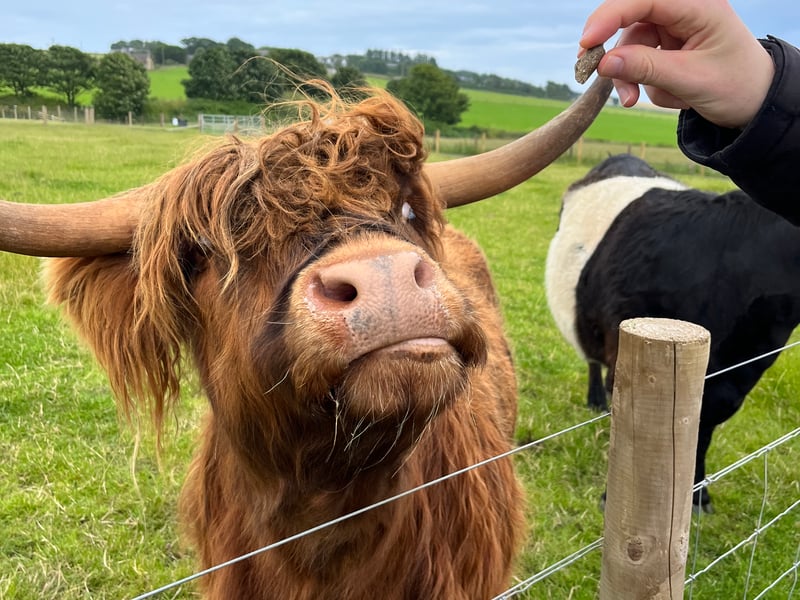 This family run farm stop offers a variety of interactive animal experiences, from lambs and goats to llamas and Highland cows. You can feed the Highland cows and, depending on the time of year, you could be lucky enough to pet a calf. You can find Portlethen Farm Stop just outside of Aberdeen.
(Photo: The Scotsman) 