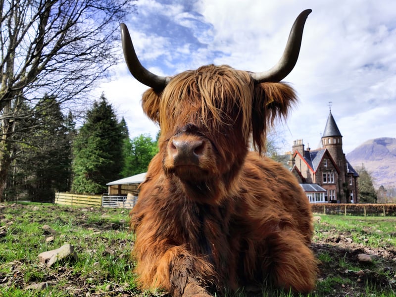 Best known as a luxury retreat, The Torridon can offer more than just a pleasant stay with sea tours, fly fishing and more. Torridon Farm raises Highland cattle and Tamworth pigs. There are around 15 cows in the fold and guests can observe them in their natural habitat around the resort which can be found in Wester Ross. 
(Photo: The Torridon)