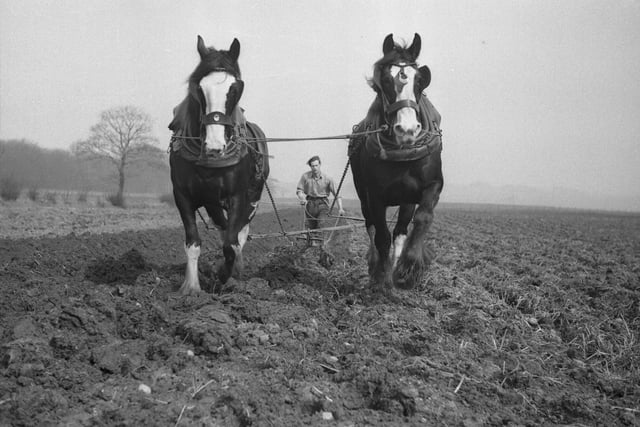 Ploughing in potatoes near Silksworth in 1947.