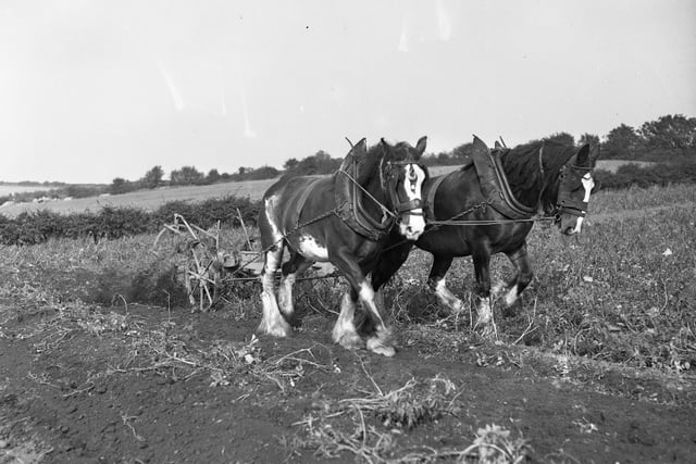 Better weather after a stormy spell meant farmers could do do more work in the fields in 1950.
This Boldon scene shows potatoes being unearthed.