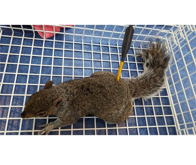RSPCA say attacks on animals with "unspeakably cruel" projectile weapons are on the rise. This squirrel was show with a crossbow bolt in a recent incident in England.
