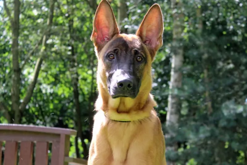 Sonny is a Belgian Shepherd who needs a committed, active family who are wiling to keep him mentally and physically fit. He must be the only pet at home, and any children resident or visiting over the age of 14