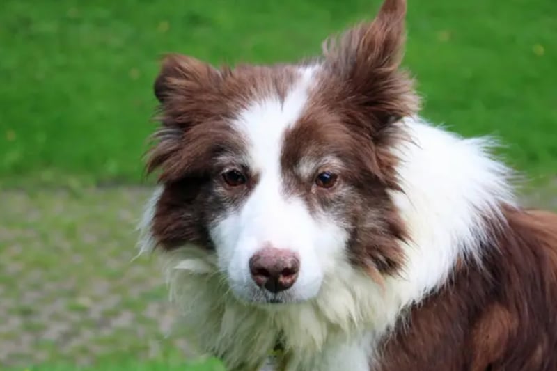 Meg is a Border Collie who needs a patient home where any children are older than 12, and there is another dog present. She will scent mark at times, so please be patient with her house training.