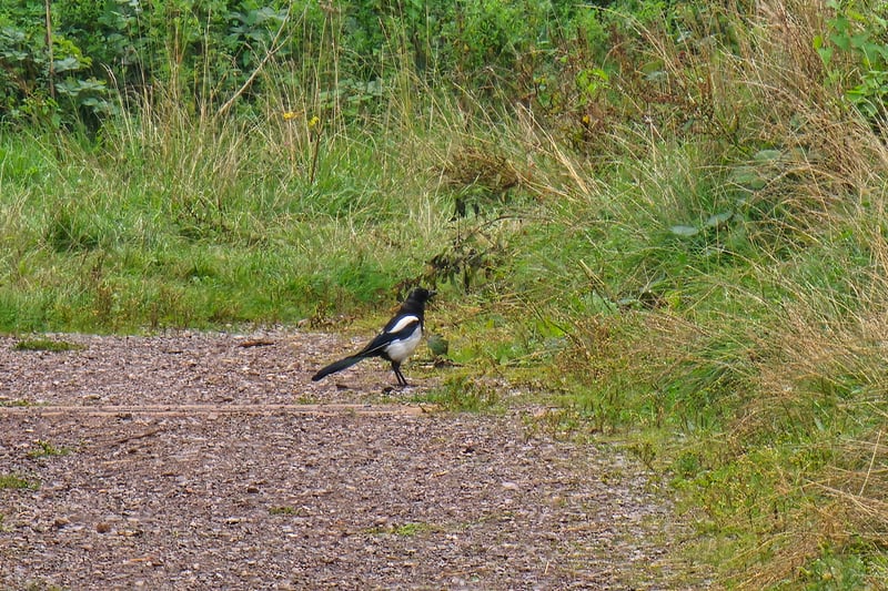 The nature park is home to many species of birds including great spotted woodpeckers, kestrels and magpies, like the one we came across.