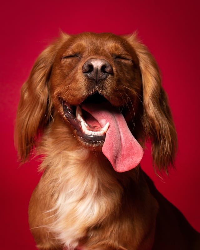 Hilarious pet portrait taken by Demmi Havenhand, aged 18 from Bedlington in Northumberland, for the 2022 Young Photographer Awards. Demmi scored the Runner Up position in the Pet Portraits category for capturing this happy moment.
