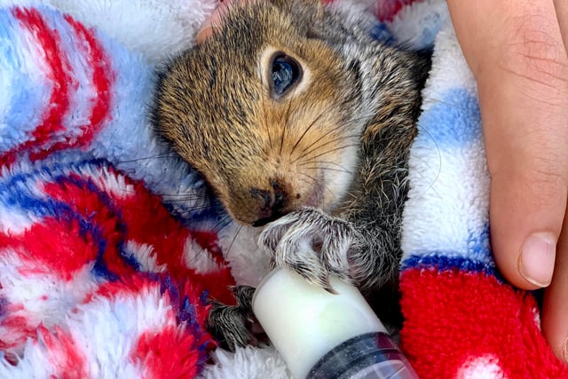 Hugo Napier, aged 10 from York, photographed this lovely moment of human-animal connection as an orphaned squirrel is given a feed and a warm blanket. Hugo was runner up in the under 12 mobile phone and devices category for 2022. 