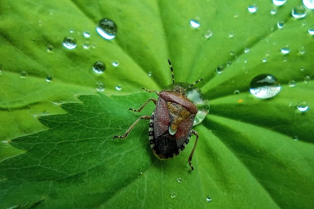 13-year-old Hope Skidmore, from Rotherham, South Yorkshire won the 12-15 Mobile Phone & Devices category in 2022 for her beautiful close up of a shield bug. 