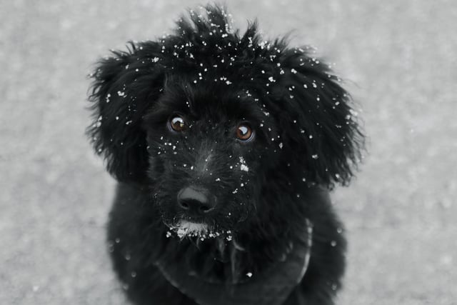 Clara Drycz, aged 15 from Rochdale, Greater Manchester caught the longing in her puppy’s eyes - as if he was wishing for just one white Christmas! Clara submitted her emotional entry to the mobile phone and devices category in 2022.