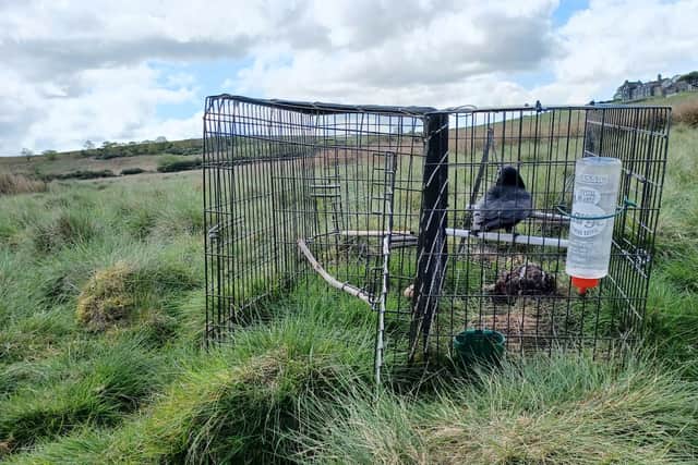 Bird trap near Stanage Edge. Pic: Moorland Monitors.