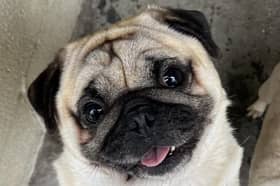 Helping Yorkshire Poundies has made an appeal to find Popcorn the pug a foster home.