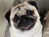 Sheffield rescue dogs: Overweight Popcorn the pug desperate for foster as South Yorkshire shelter makes appeal