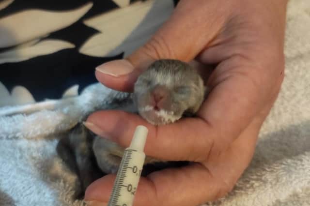 Rain Rescue is battling to save the lives of a litter of tiny kittens after their mum died in childbirth.  The cats are being hand-fed by the charity and by nurses at Croft Vets