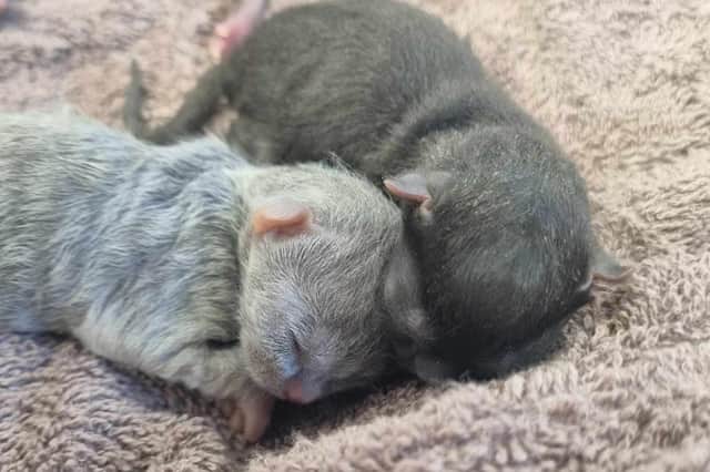 Rain Rescue is battling to save the lives of a litter of tiny kittens after their mum died in childbirth.  Three of the litter were sadly stillborn and the four survivors still face a fight to pull through
