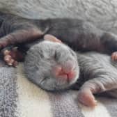 Rain Rescue is battling to save the lives of a litter of tiny kittens after their mum died in childbirth. The Rotherham-based cats and dogs charity has appealed for help to cover the vets bills.