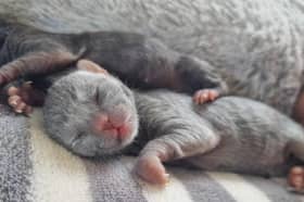 Rain Rescue is battling to save the lives of a litter of tiny kittens after their mum died in childbirth. The Rotherham-based cats and dogs charity has appealed for help to cover the vets bills.