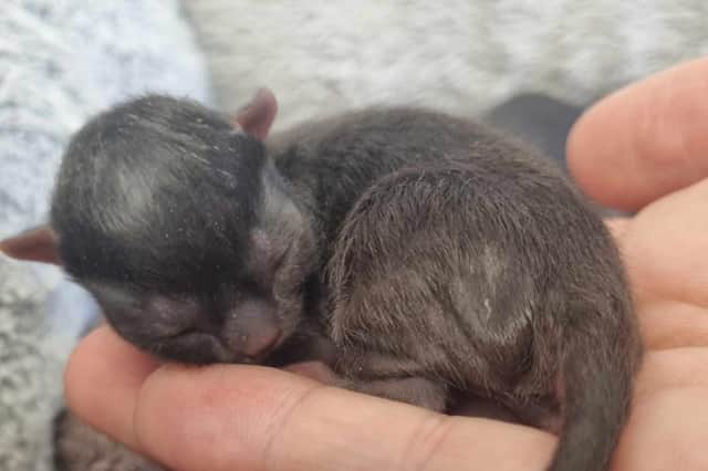 Rain Rescue is battling to save the lives of a litter of tiny kittens after their mum died in childbirth.  The cats weigh just 48 grams, about the same as a thick slice of bread.