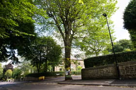This Elm tree on Chelsea Road in Nether Edge, Sheffield has been shortlisted for the 2023 Tree of the Year by the Woodland Trust. (Photo courtesy of the Woodland Trust/Philip Formby)