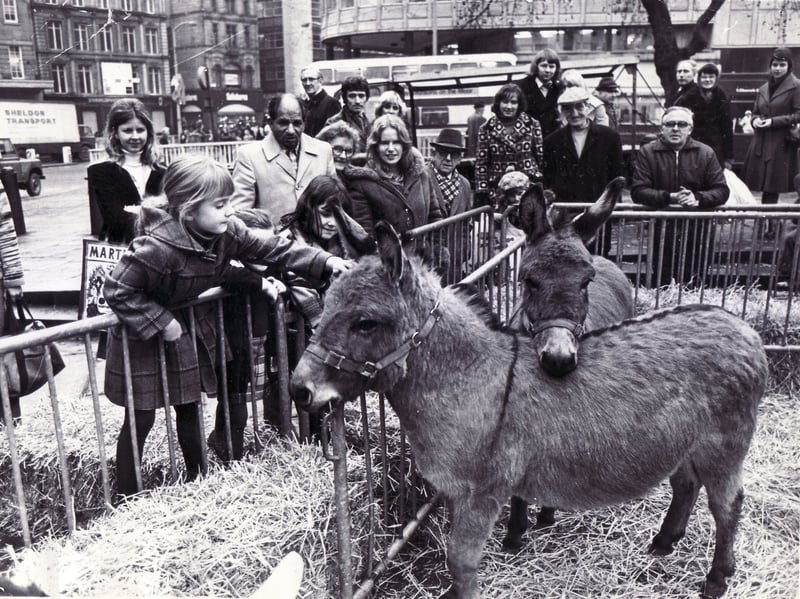 Donkeys pictured in the Sheffield Cathedral forecourt in December 1976