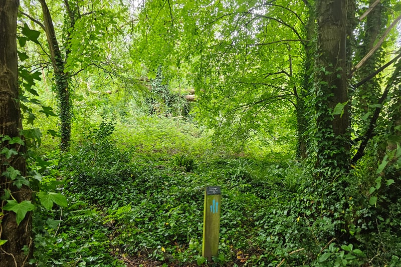 Lots of greenery surround the paths, including arching tree branches.