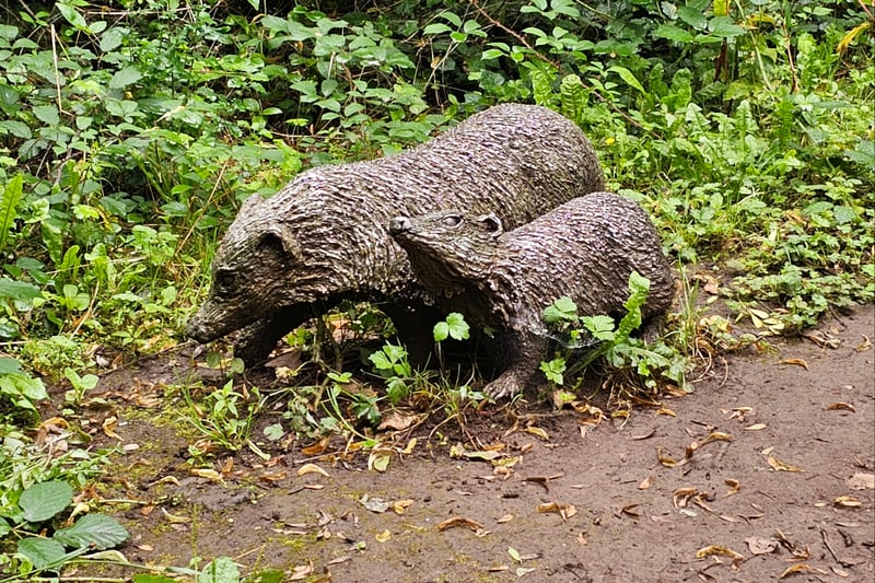 A sculpture featuring a pair of badgers can be found near the heritage sessile oak, close to the main entrance by Bramble Lane.